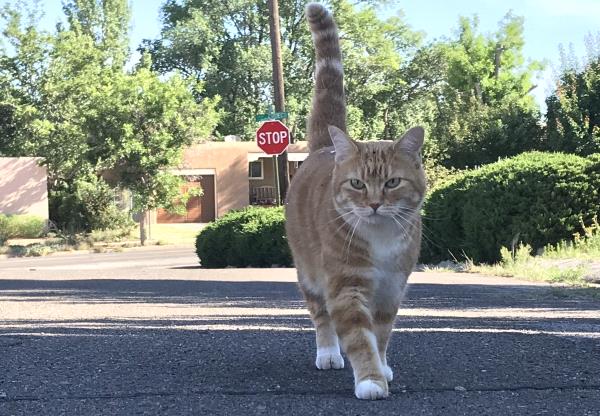 /Images/uploads/The Santa Fe New Mexican/santafepetcontest/entries/33925thumb.jpg
